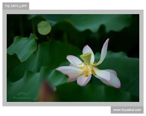 荷花鸭再遇超三MVP！回顾广东生涯与北京控股的经典对决(广东荷花矿业股份有限公司)